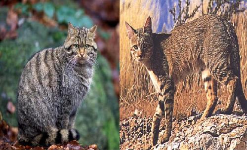 European Wild cat and African Wild cat - Felis Sylvestris on the left and Felis Lybica on the right