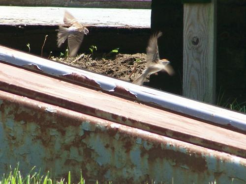 birds taking off - this isnt one of my best pics by any means but I love the way the camera caught their wings in motion..my old camera, they would have just been a blur LOL