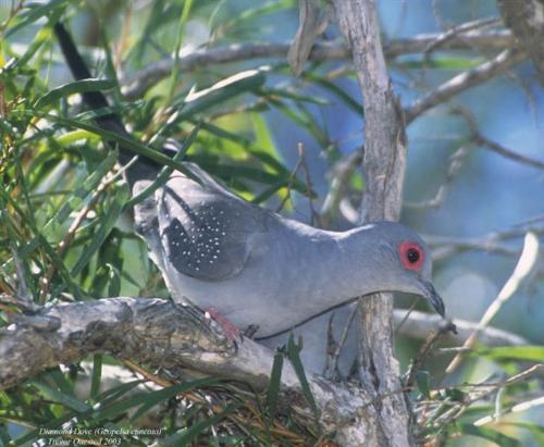 A beautiful diamond dove - Diamond Doves are native to Australia, living in the tropical areas of the top end.