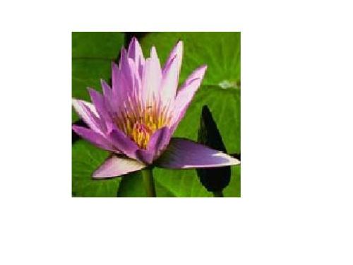 Lotus -  Lotus is the National Flower of INDIA.