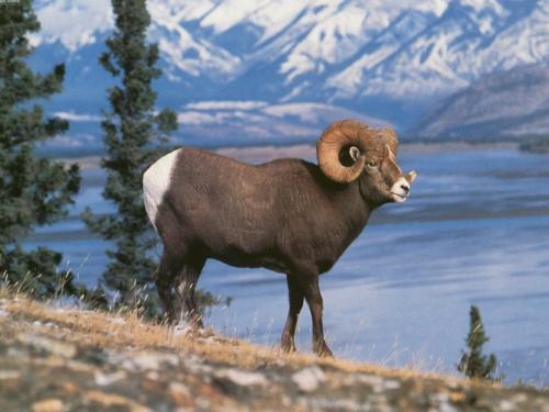 Sheep - Mountain sheep....look at the white part of the sheep.