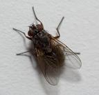Fly on the Wall - Just a common ol' fly on the wall.