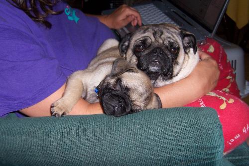 pugs - my pugs cuddling