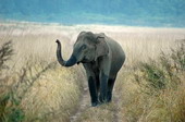 elephant - elephant male from mysore forest