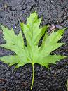 Maple tree - Maple leaf from a maple tree Maple tree - Maple leaf from a maple tree