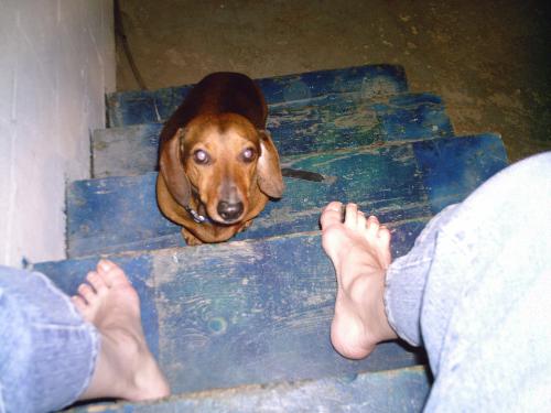 my dogs - These are my two daschunds, Hans and Oscar. They are my two spoiled-rotten boys!