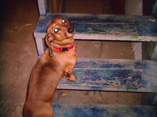 Oscar - This is my dog Oscar.