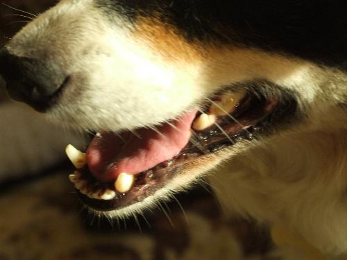 Sheba - Sheba's bark is worse than her bite. Honest!!