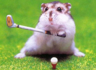 golf - a golfing hamster what more can i say