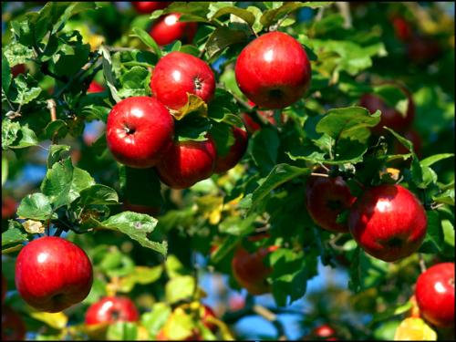 Apple tree - Lovely ripe apples on the tree, ready to pick.