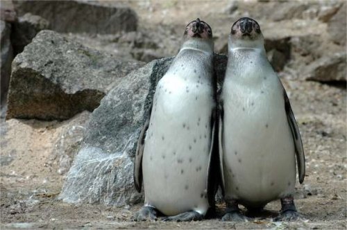 love - this picture really shows that animals also will fall in love with animal  not only human being  it is really romantic in a way they stand together  no one would ever to break a love relationship neither an animal
