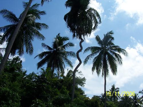 Extraordinary Coconut Tree - Taken at Palawan, Philippines