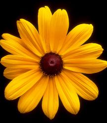Yellow Flower - Yellow Flower