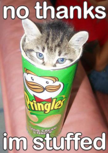 PRINGLES, anyone? - i just wana share you this cute picture, kitten in pringles can:)