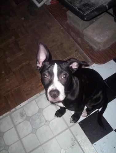 Xena our little Pit Pull Puppy..  - Just wanted to share the Pit Bull puppy that we have on here. thought others may want to see. how cute she is. Once she warms up to you she will lick you to death!
