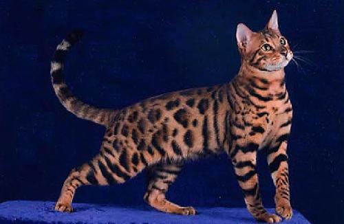 tica supreme grand champion perry a bengal cat - This is Perry an excellent example of the new breed of cats called the Bengals, these cats resemble the leopard, snow leopard and the clouded leopard and the king cheetah. Perry is owned and showed by John and Sheila Fowler. check them out at www.bengalkittens.org