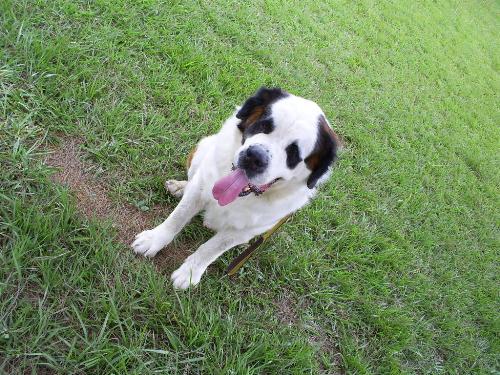 My little Dog - This is bethowen my St. Bernard dog...