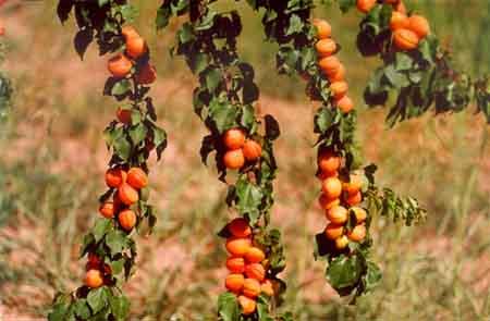 Fruits - Delicious little fruits.