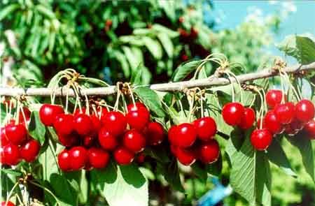 Fruits - Red delicious tiny fruits.