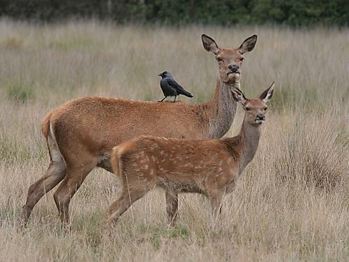 Deers - Two deers, mother and child.