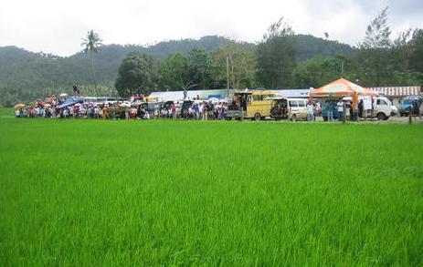 Ricefield - A rural community.