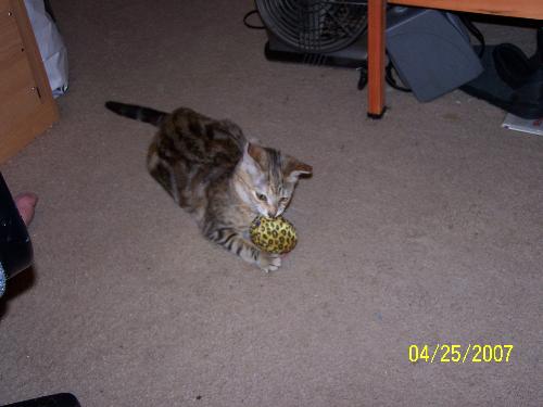 Cat and Catnip - My Cat Playing with her Catnip Toy