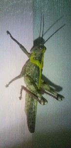 A grasshopper that entered our house - This is a grasshopper that entered our house one day.