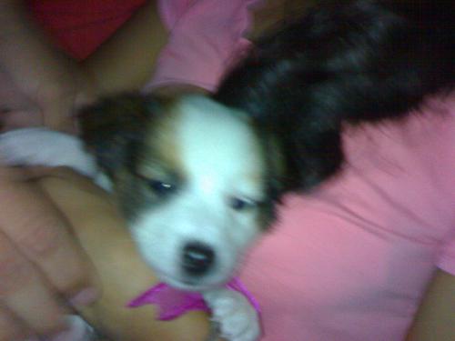 the little dog - a dog from a friend of mine. isn't he cute?