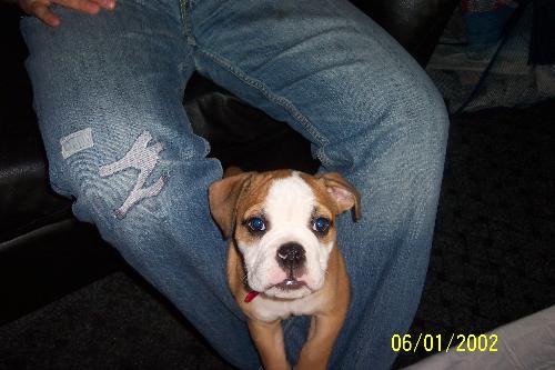 english bulldog - my puppy :d
