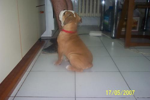 my puppy - hey give me my dinner fastter pls, i am very hungry...