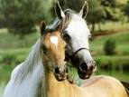 Horses in nature! - Mother & her little baby horse in the country!