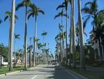 Palms... - Palms decorating the street!