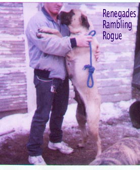 Rogue Our mastiff  - Our old mastiff died 3-3-07