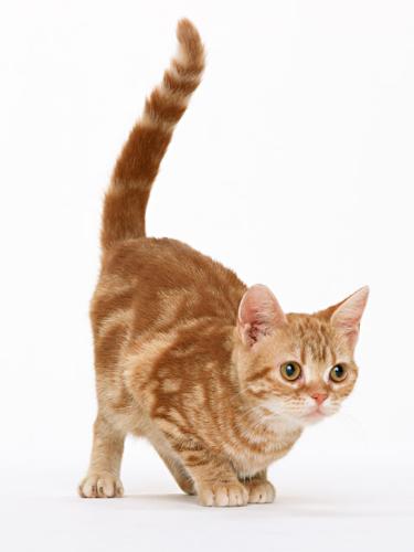 Cats jumping and playing. - Frisky and playful. Kittens add joy and love to our lives.