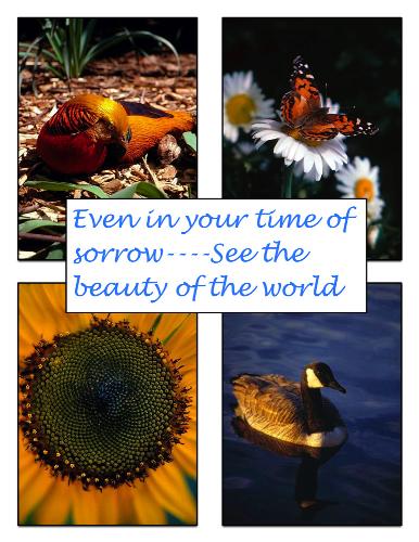 My sympathy card I made for a friend of mine - a photo of a card I made My sympathy card I made for a friend of mine - a photo of a card I made