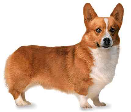 Pembroke Welsh Corgi - One of my favorite breeds, and sadly, the breed exploited in this freak&#039;s ploy at gaining publicity.