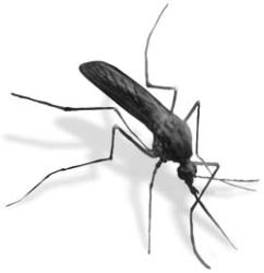 which animal annoys u the most - mosquito