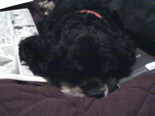 Miss Pico - This is a photo of Pico's face