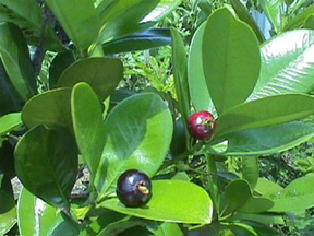 grumichama - Grumichawa is a fruit 