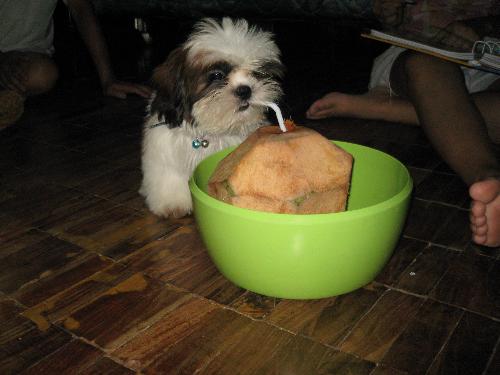 Eggnog loves coconut - This is our shih tzu puppy and likes to try coconut for the first time. He can't sip from the straw yet that's why he tried chewing instead.