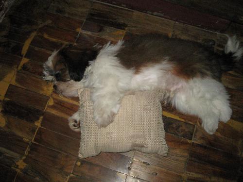 Eggnog sleeping with pillow - midday nap beside his pillow