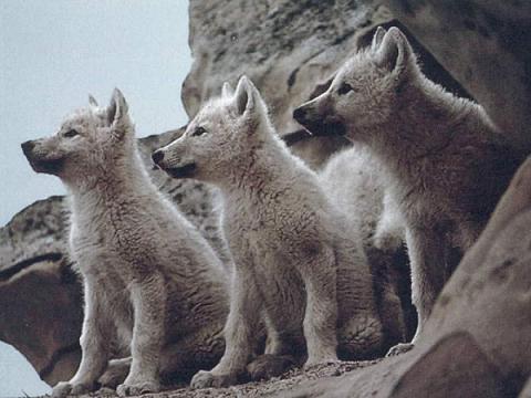 Wolves - I would like to be a wolf!
