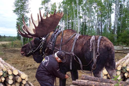 The Working Moose - This moose was brought up with horses The Working Moose - This moose was brought up with horses