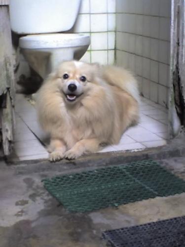 Joei - tabachingching - this is my pup Joei.. so adorable.. hehe Half pom and half spitz..