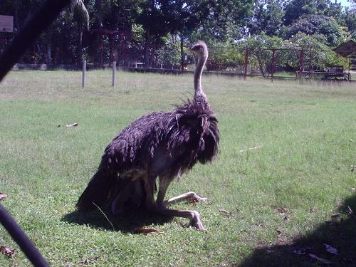 Do you eat ostrich meat? - I haven't tried to taste the meat of an ostrich meat. this bird is the largest bird which cannot fly. I just wondered how it meat taste. I think its one of the expensive meat in our town.