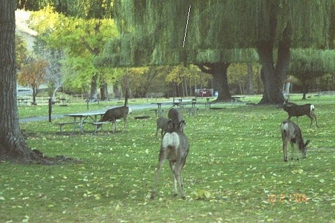 Angel to the right of the line in the tree...click - I took this picture of deer in the park in Concunully Washington. To me it looks like an angel standing to the right of the white line in the willow tree. Can you see it?