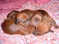 Puppies - Miniature dachshund puppies