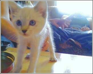 my kitten Skye - my new kitten named skye.