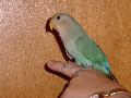 Lovebird - This is a seagreen lovebird/a peachface lovebird mutation.