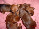 Puppies-Mini Dachshunds - A litter of Minature Dachshund Puppies